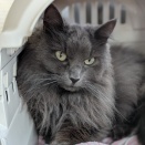 FIP闘病記｜猫の看病に全振りしたとき、助けてくれたもの（随時更新します）