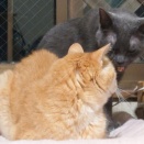 【番外編】 たいにゃ喜くん♪ No.11　～コルッチ＆ヒメ 編＿黒猫な日常：クロネコ「黒龍」