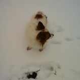 �غ�������ʬ�٤β���