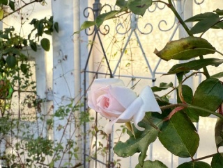 ＊ツルバラアイスバーグ、春は純白、冬は可愛いピンク色