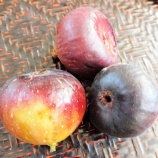 『国東の食環境(320)イチジク』の画像