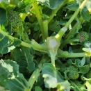 2026,2/6日の株投資 & 選挙に行こう～