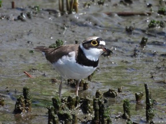 2026年4月22日の野鳥公園