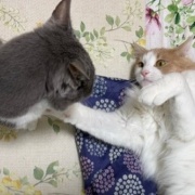 仲良しだからじゃれ合える2匹と「たまごの家」の卵