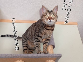 一時的に天下とったネコ。と、空洞の豆電球レジンつくりました。