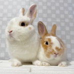 うさぎブログ　うさぎのしっぽ公式ブログ「日々しっぽ」