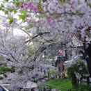 2026.04.03 宿河原　二ヶ領用水の桜🌸