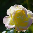 オーケストラ団員に、「皆神」姓