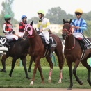 【遠征結果】JRA札幌・HTB賞に、ホッカイドウ競馬から2頭が出走しました