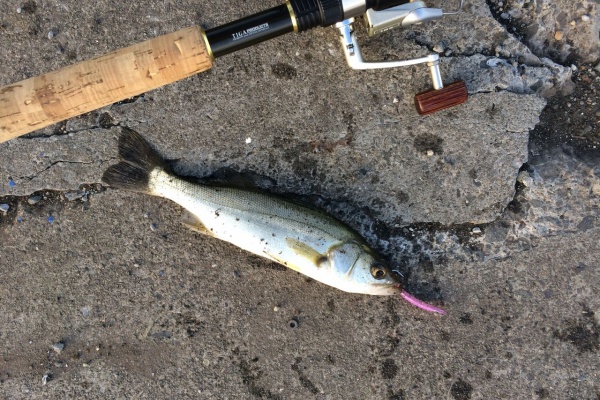 Tokyo Bay Often 弓角