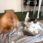 毛玉きょうだい