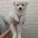 ☆新入荷ワンちゃんご紹介☆