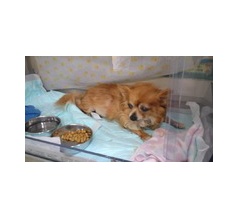 もうすぐレモン