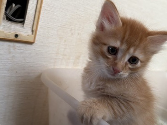 子猫にNG事項を守らせる　20260520