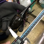 インセクトファミリー