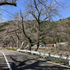 飛騨かなやまの桜　開花状況 2026