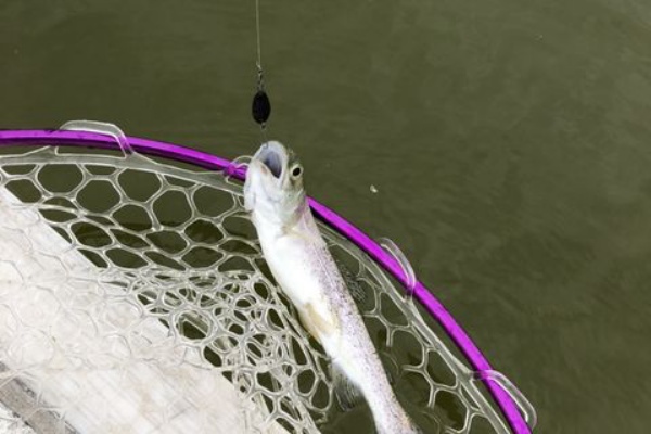 愛和住販店長の釣りとかキャンプとか 川越水上公園釣り