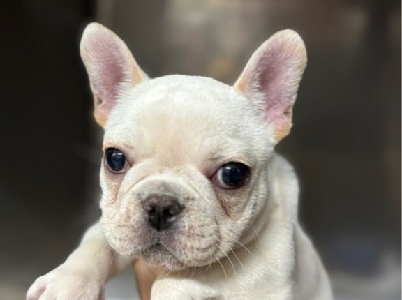 新入りさん達の診察やトリミング💓