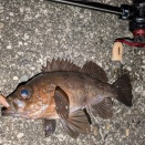 爆るメバルワインド