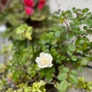 バラも咲いた❣️🌹