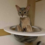 銃🐈‍⬛猫たちと家族の記録