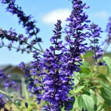 『本日、第16回マイクロバブル研究会開催』の画像