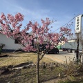 🌸桜咲く🌸