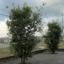 現代住宅植栽考・改訂版　第53回