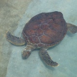『えのすい　生き物の類１』の画像