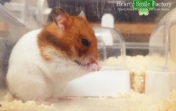 『🐹おてて ぎゅっ』の画像