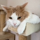 冬ドラマはどれがおもしろい？