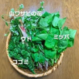 『春の恵みを味わう』の画像