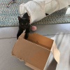 【ポチクロ猫日記】２匹が私に添い寝でお昼寝【トライアル26日目】