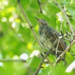 野鳥は可愛い♪ ２