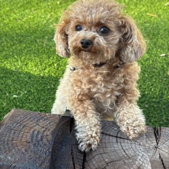 ドッグフレンドリーのキャビンへお泊り【カリフォルニア旅行】