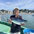 イワシの泳がせ　マグロ