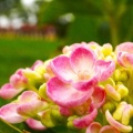 ハーベストの丘の紫陽花２０２６