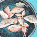 2026年4月10日　釣果