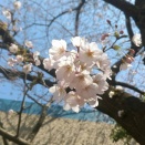 🌸こども体育教育・春の単発個別レッスン開講いたします🌸