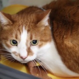 『8月28日（土）～29日（日）の営業について』の画像