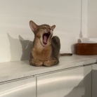 豚の出汁しゃぶの夜ごはん