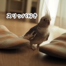 スリッパ好きのクスィー