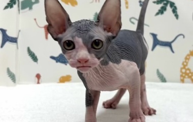 『新しいねこちゃんの紹介です😸』の画像