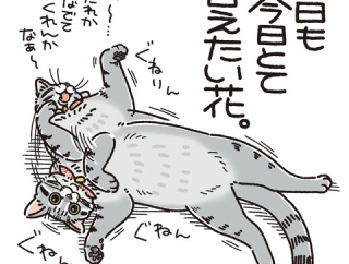 ハナザメ、現る