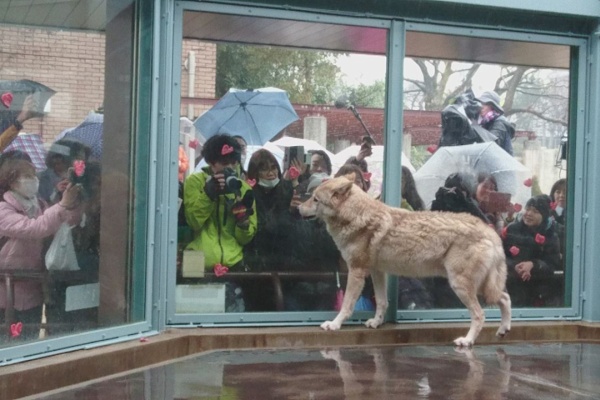 天王寺動物園スタッフブログ 元元