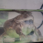 迷カエルコハウス🐸