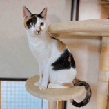 『新しく猫ちゃんをお迎えしました😺』の画像