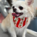 トリミングおたより