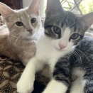 仔猫2匹がやってきた😺😺
