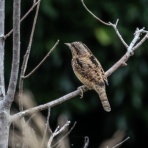 ふなきちのフィールドノート